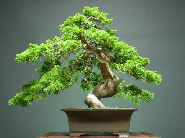 过年家里摆放合适的植物,过年合适家里摆放什么植物