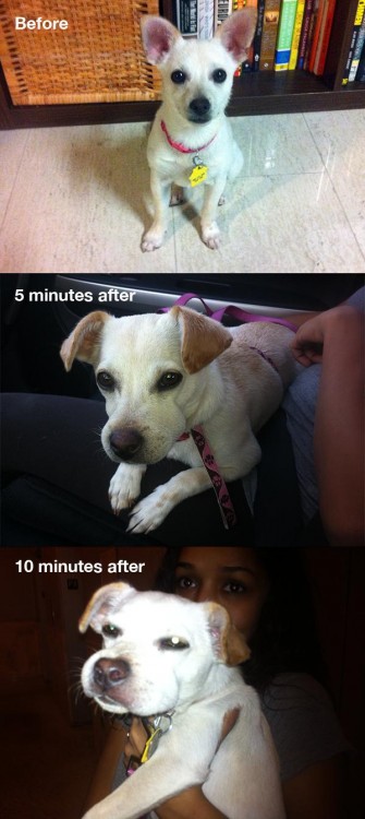 被蜜蜂蛰过的大黄狗,被黄蜂蛰到后的狗狗