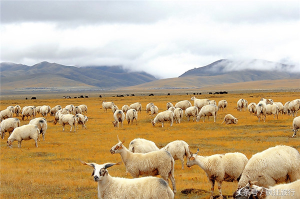 四川省最大的草原若尔盖