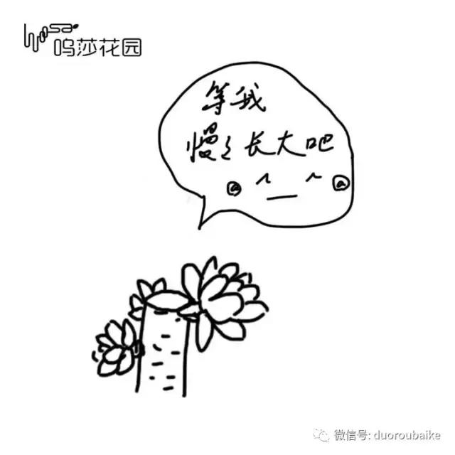 多肉植物为什么砍头,多肉植物能够二次砍头吗