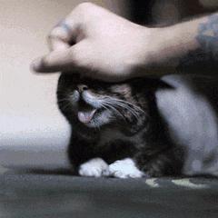 胆小猫咪家里突然发现陌生人,胆小的猫咪到家多久才适应