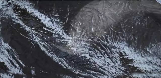 它的死，是给人类一记响亮的耳光