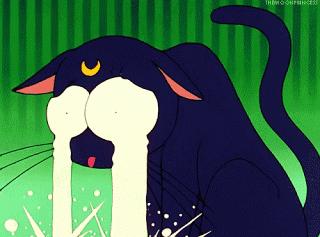 胆小猫咪家里突然发现陌生人,胆小的猫咪到家多久才适应