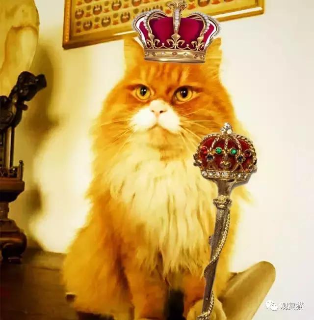 蓝猫找猫报应,蓝毛找猫