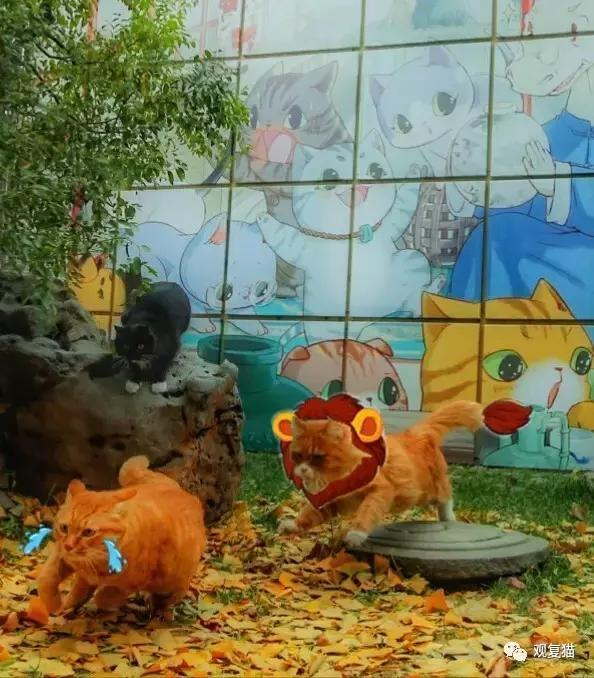 蓝猫找猫报应,蓝毛找猫