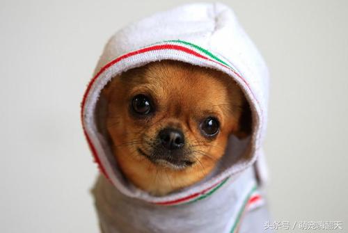 狗狗腿突然瘸了不落地能自愈吗,狗狗走路腿有点瘸跑起来没事