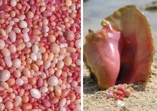 没听过它，还敢说自己喜欢珍珠？