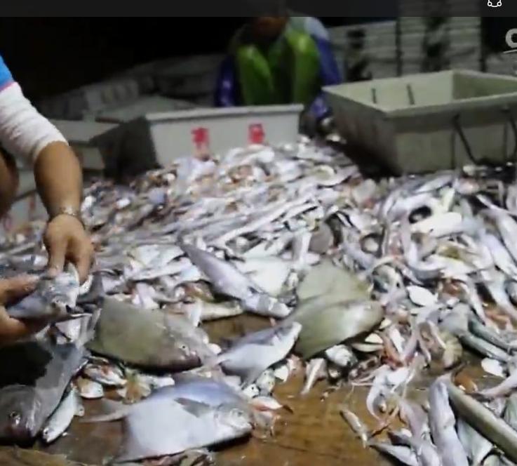 科普鱼虾蟹,海南鲳鱼种类大全