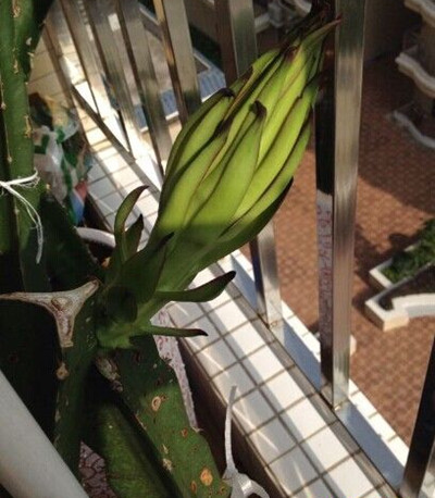 火龙果怎么种盆栽才结果,盆栽火龙果枝条怎么种当年结果