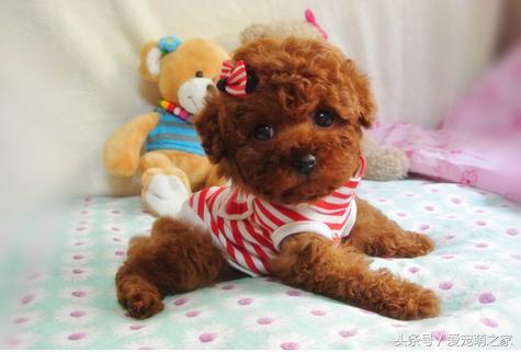 泰迪贵宾犬幼崽怎么养,贵宾犬泰迪日常喂养方法