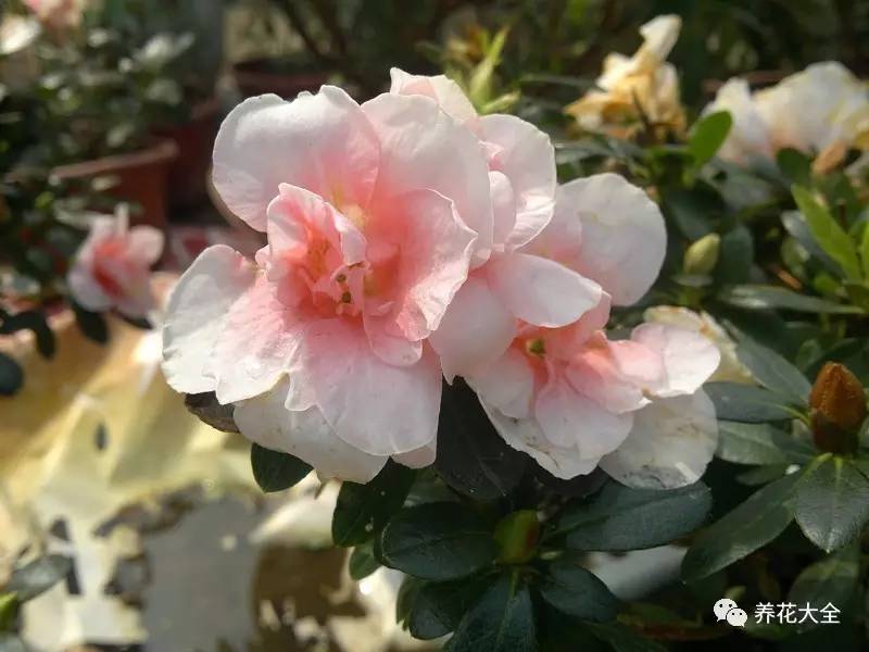 最美大杜鹃花图片,中国最美天然杜鹃花