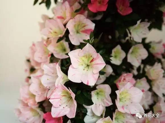 最美大杜鹃花图片,中国最美天然杜鹃花