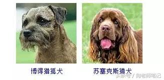 狗狗品种大全按体型智商怎么分,聪明狗狗品种大全及图片及名字