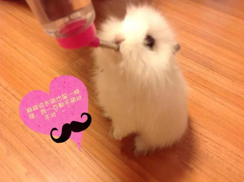 幼儿的兔兔能够喝水吗,兔兔只喝水不吃东西怎么办