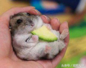 仓鼠幼鼠怎么训练上手,仓鼠应该怎样训练上手