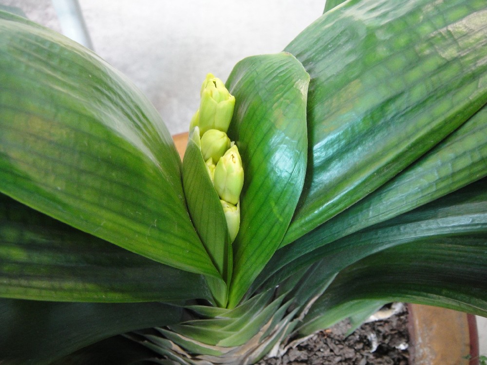 养了几年的君子兰终于要开花了,养了三年的君子兰终于要开花了