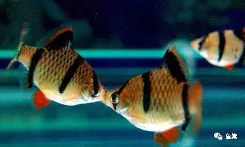 水草缸养小型热带鱼用多大的缸好,水草缸合适混养哪些小型热带鱼