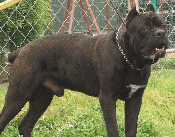 卡斯罗合适多大洗澡,怎么给卡斯罗洗澡