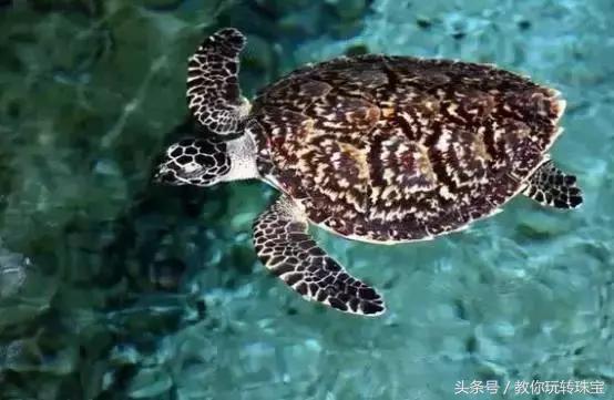 平民必买的宝石,这八种宝石不能买