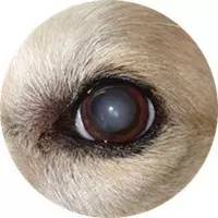 狗狗年纪大了白内障怎么办,狗狗得白内障有啥治疗方法