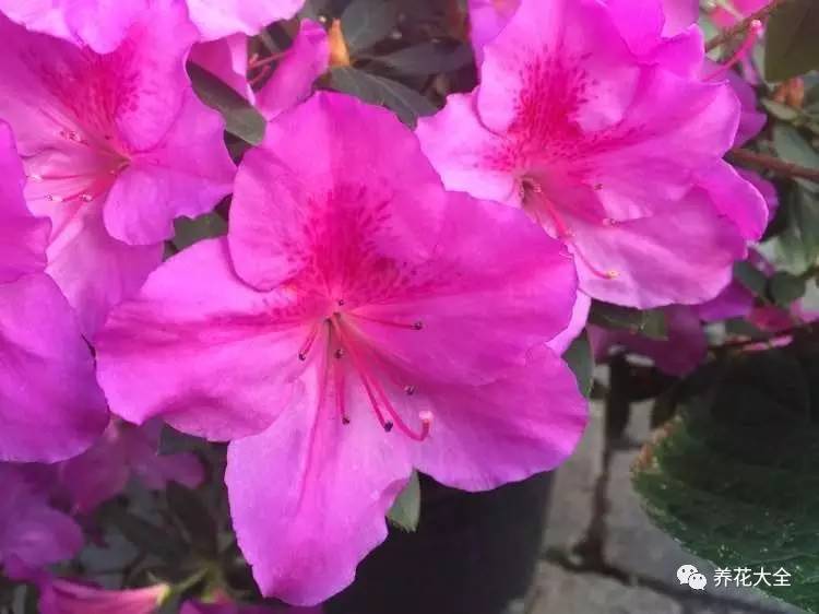 最美大杜鹃花图片,中国最美天然杜鹃花