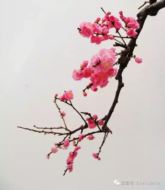 多肉植物为什么砍头,多肉植物能够二次砍头吗