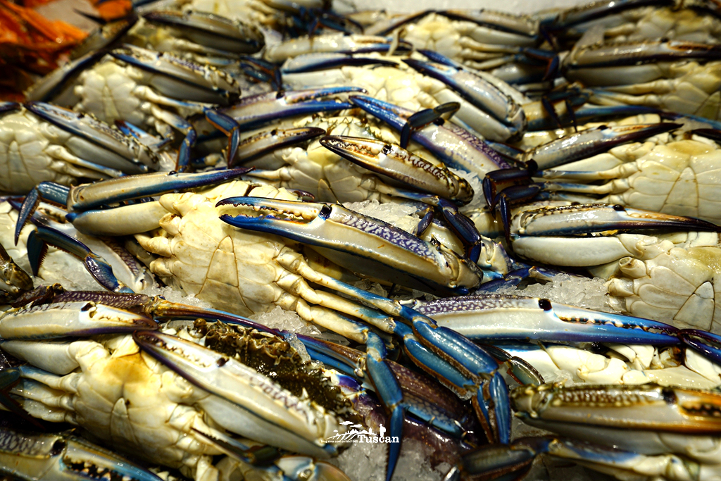 悉尼旅游攻略网红,怎么攻略悉尼