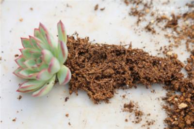 养多肉什么牌子的土好,什么土好养多肉
