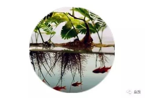 水草缸养小型热带鱼用多大的缸好,水草缸合适混养哪些小型热带鱼