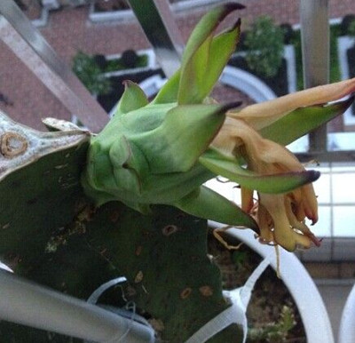 火龙果怎么种盆栽才结果,盆栽火龙果枝条怎么种当年结果