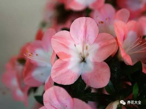 最美大杜鹃花图片,中国最美天然杜鹃花