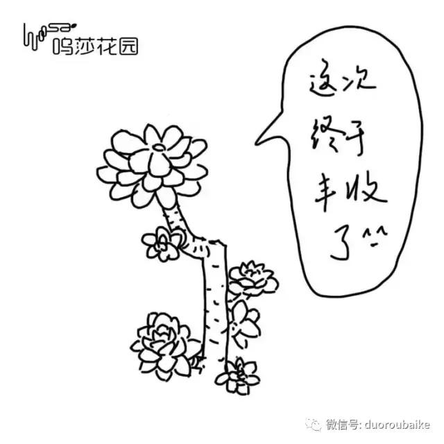多肉植物为什么砍头,多肉植物能够二次砍头吗