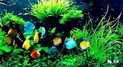 水草缸养小型热带鱼用多大的缸好,水草缸合适混养哪些小型热带鱼