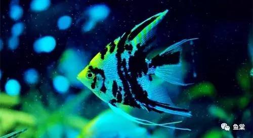 水草缸养小型热带鱼用多大的缸好,水草缸合适混养哪些小型热带鱼
