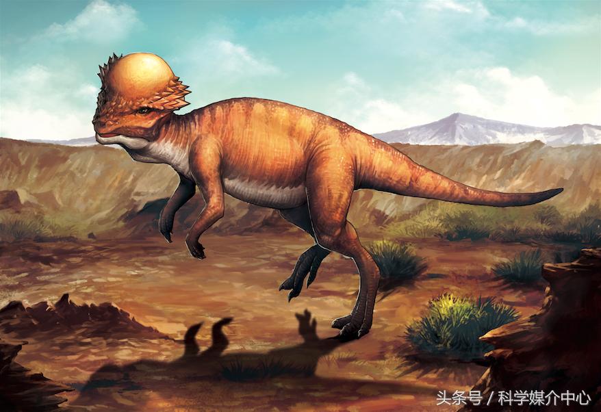 食草恐龙有什么种类,中国棘龙科恐龙种类