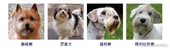 狗狗品种大全按体型智商怎么分,聪明狗狗品种大全及图片及名字