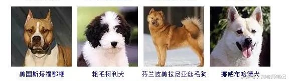 狗狗品种大全按体型智商怎么分,聪明狗狗品种大全及图片及名字