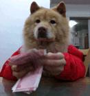 过春节时怎样抢红包,过年有哪些抢红包小技巧