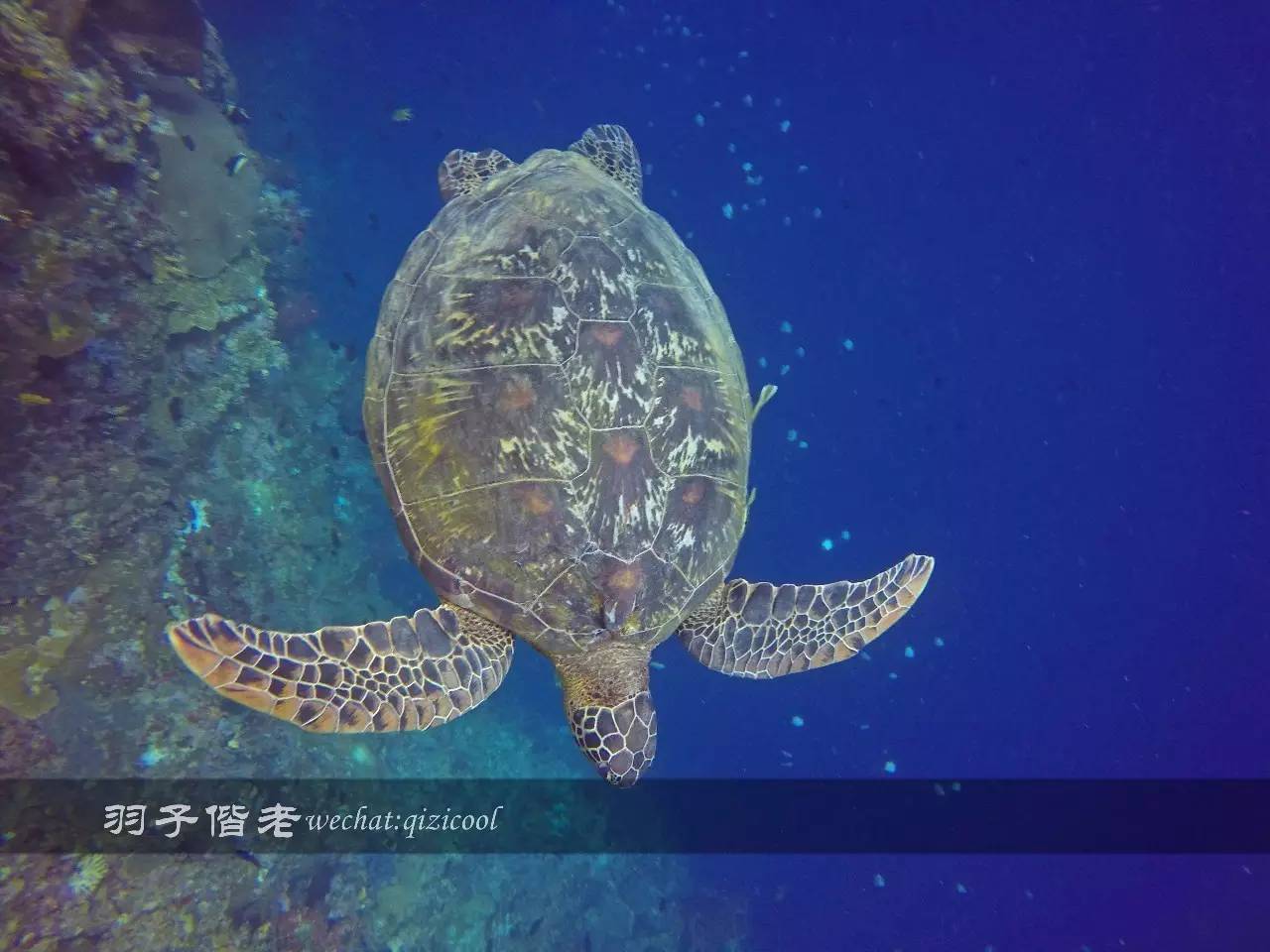 印尼美娜多旅游潜水攻略,印尼美娜多潜水圣地