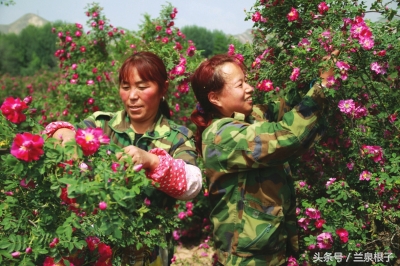兰州苦水玫瑰,永登苦水玫瑰能够摘了吗