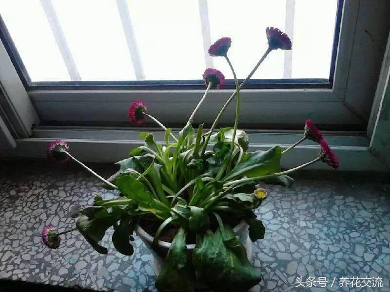 养花肥皂水可灭虫吗,养花杀虫用什么办法好用