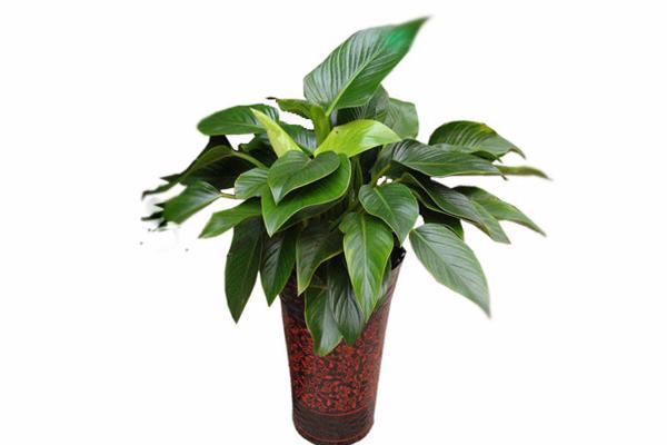 娌冲窞鐗′腹鍏绘畺,娌冲窞鐗′腹鍩硅偛鏂规硶