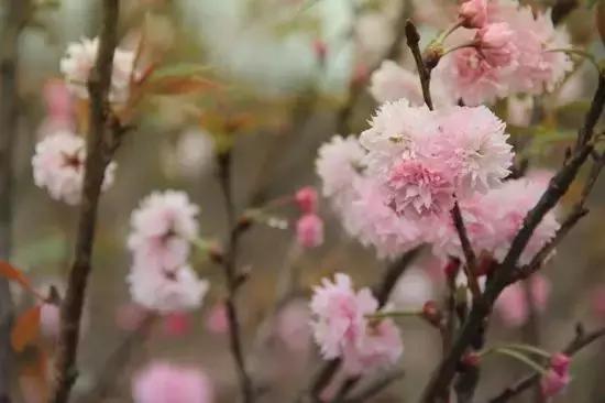 清远最美的花海在什么景点,广东清远花海风景