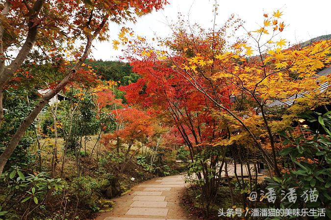 箱根草津温泉旅游攻略,日本箱根特色温泉