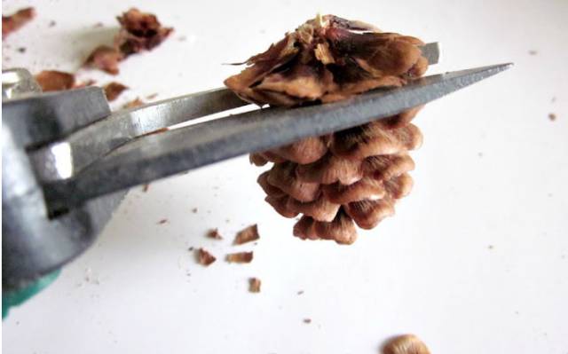 原来松果还能够这么美,原来红杉树也能够很美