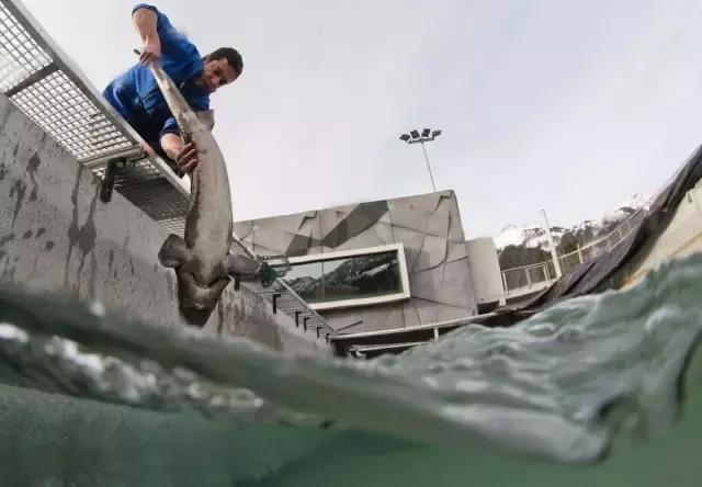 深海鱼子酱的功效与功能,来自深海的鱼完全版
