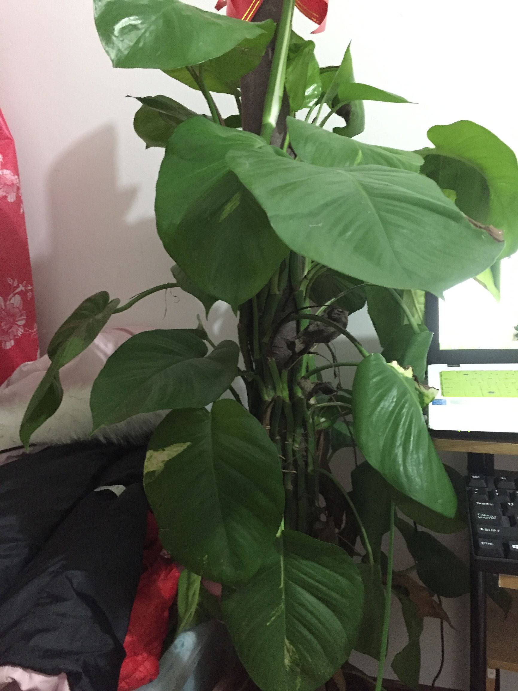 大叶绿萝怎么养才能更旺盛呢,大叶绿萝怎么养才能长得茂盛呢