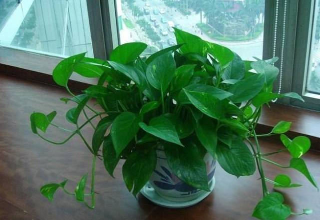 室内养什么花最好能净化空气,室内养什么花助于睡眠