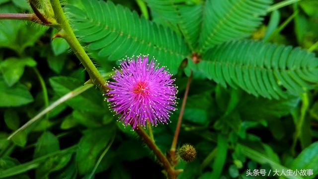十二生肖男专属幸运花卉,12生肖最佳姻缘表