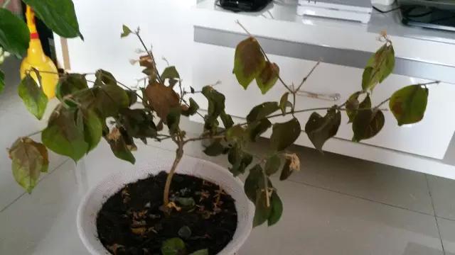 花卉烂根严重,墨兰水浇多了烂根叶黄怎么补救